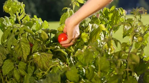 Harvesting one tomato 動画素材 41387712
