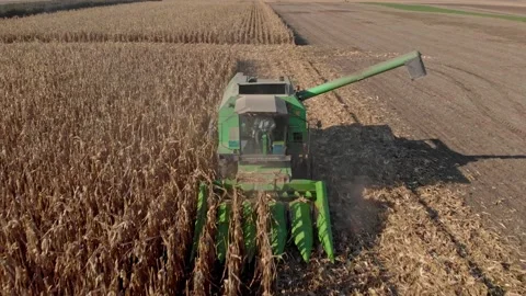 Harvesting organic corn Stock Footage 171571135