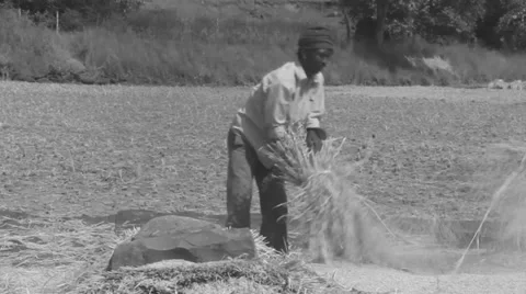 Harvesting paddy Stock Footage 33778615