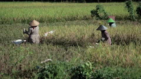Harvesting paddy Stock Footage 72091225