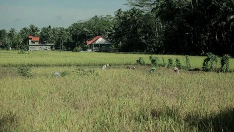 Harvesting paddy Video stock 72091230