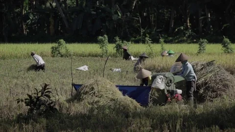 Harvesting paddy Video stock 72091264