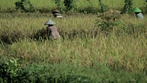 Harvesting paddy Stock Footage 72091332