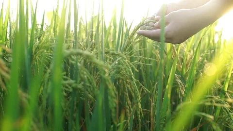 Harvesting Paddy Stock Footage 128366422