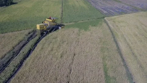 Harvesting paddy Stock Footage 155178007