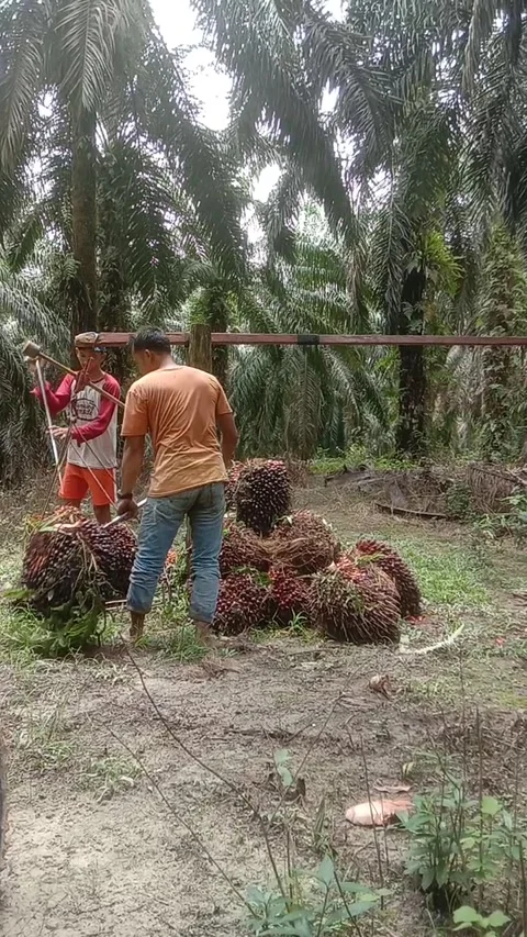Harvesting Palm Fruit. Video stock 308152432