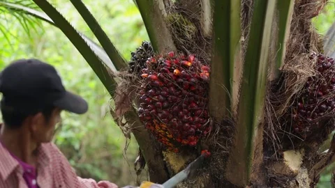 Harvesting palm oil fruit in Thailand Stock Footage