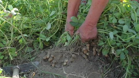 Harvesting peanut in the field Slow motion. Food and agriculture industry Stock Footage 219907418