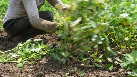 Harvesting peanut 스톡 동영상 342813638