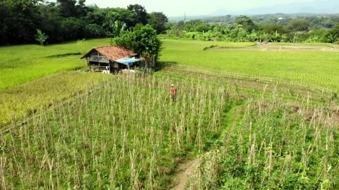 Harvesting Peanuts in the Middle of the Rice Fields. Sukabumi, Indonesia Stock Footage 245960599