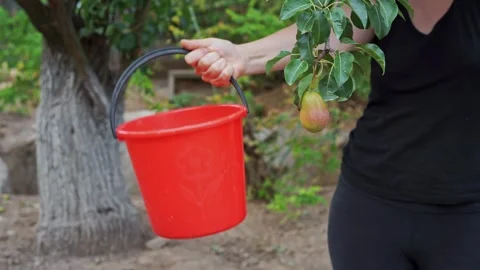 Harvesting pear from tree fall into plastic bucket in hand of woman in garden Stock Footage 276927113