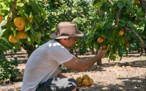 Harvesting Pears Stock Photos