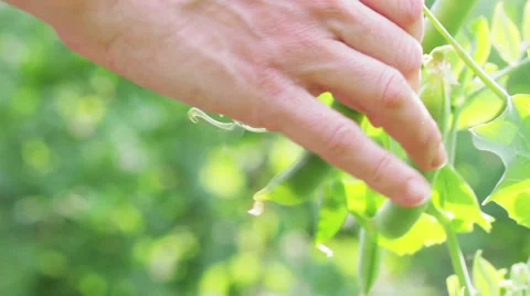 Harvesting Peas Video stock 28494894