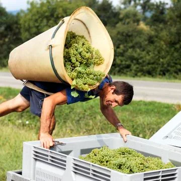 Harvesting Stock Photos