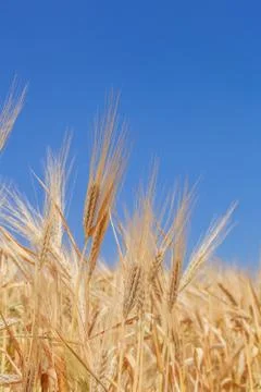 Harvesting Photos
