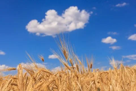 Harvesting Photos