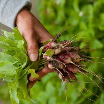 Harvesting Stock Photos