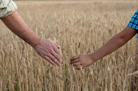 Harvesting Stock Photos