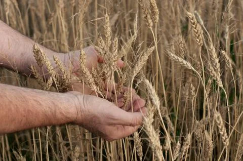 Harvesting Stock Photos