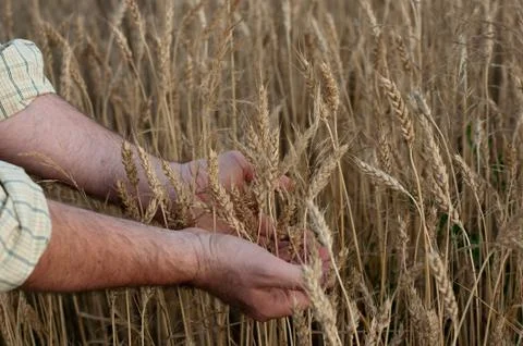 Harvesting Stock Photos
