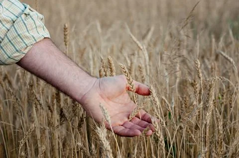 Harvesting Stock Photos