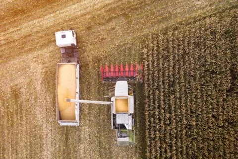 Harvesting Stock-Fotos