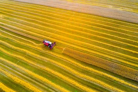 Harvesting Foto stock
