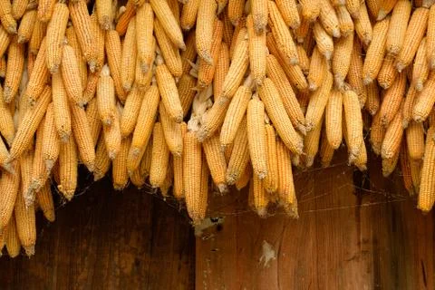 Harvesting Stock Photos