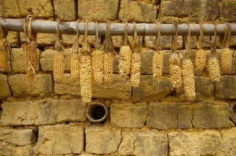 Harvesting Stock Photos