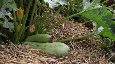 Harvesting, picking vegetables Video stock 80664683