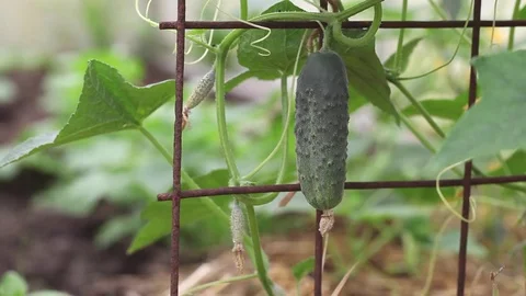 Harvesting, picking vegetables Video stock 80664804