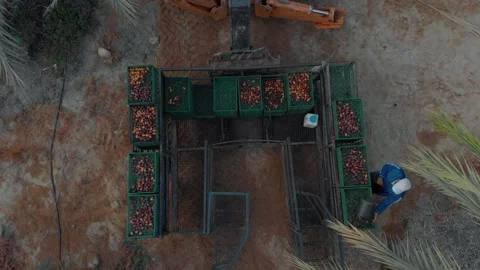 Harvesting platform for dates in a huge field, Jordan Valley region at Stock Footage 203834201