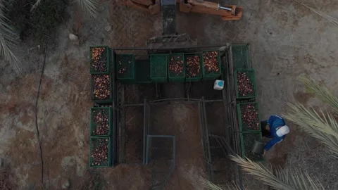 Harvesting platform for dates in a huge field, Jordan Valley region at Stock Footage 203834434