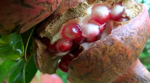 Harvesting pomegranates Stock Footage 33316348