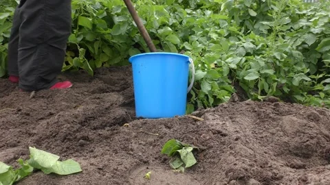 Harvesting potatoes in the field Stock Footage 165208732
