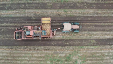 Harvesting potatoes from the fields Stock Footage 249981823