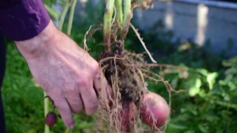 Harvesting potatoes Stock Footage 171248906