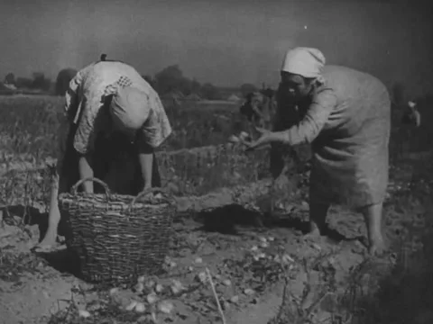 Harvesting potatoes Stock-Footage 229009265