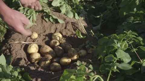Harvesting potatoes from the ground Stock Footage 71600128