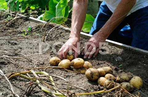 Harvesting potatoes Stock Photos
