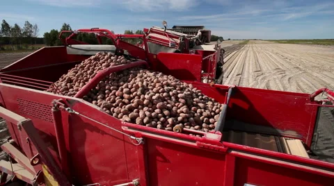 Harvesting potatoes using by a modern potato harvester 库存影片 61530357