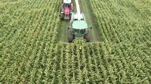 Harvesting process of corn plants for cattle with combine machine Stock Footage 166840639