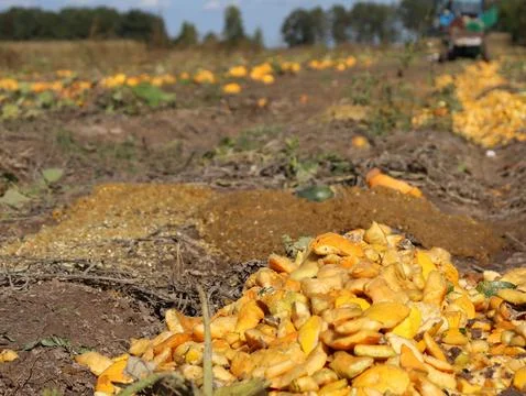 Harvesting process in a field with discarded vegetable peels during autumn Stock Photos