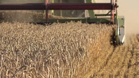 Harvesting process grain wheat field summer. Seasonal work. 4K 스톡 동영상 71772613