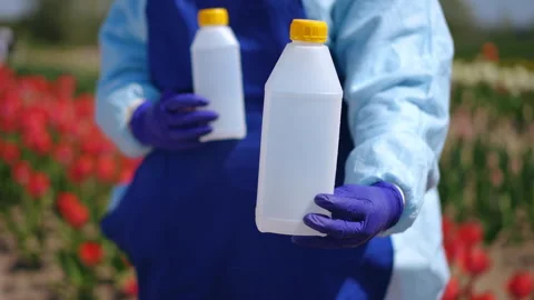 The Harvesting Process Involves Chemical Handling Techniques Used Within Tulip Stock Footage 306839108