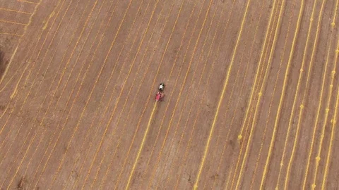 Harvesting pumpkin. Top view from the dron Stock Footage 123196229