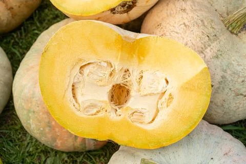 Harvesting pumpkins Stock Photos