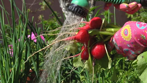 Harvesting the radish. Stock Footage 92575259