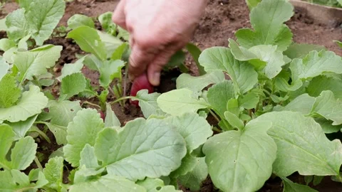 Harvesting radish by hand pulling fresh root vegetable from garden soil Stock Footage 311567401