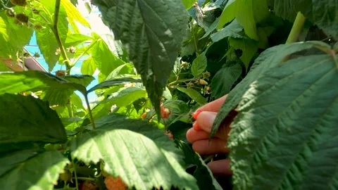 Harvesting raspberry  - close up 4 K Stock Footage 237519351